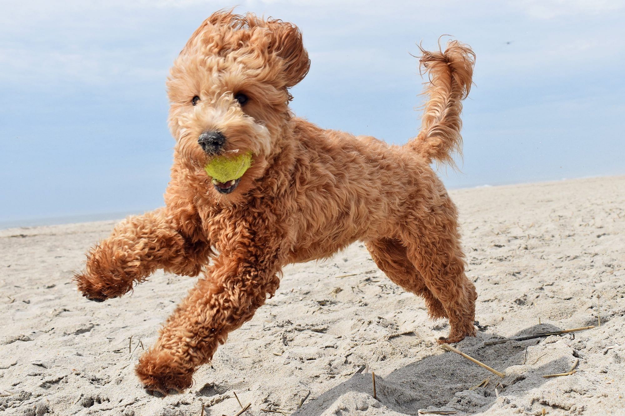 Energetic doodle dog happily playing in the park