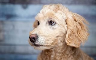 When Does a Golden Doodle Reach Its Full Size?